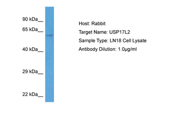 USP17L2 Rabbit Polyclonal Antibody