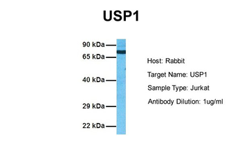USP1 Rabbit Polyclonal Antibody