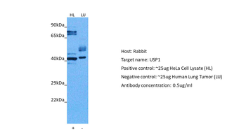 USP1 Rabbit Polyclonal Antibody