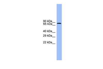 USP1 Rabbit Polyclonal Antibody