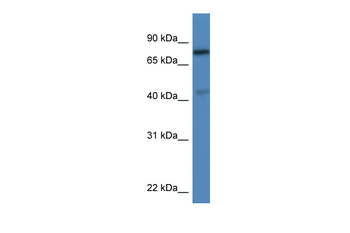 Usp10 Rabbit Polyclonal Antibody