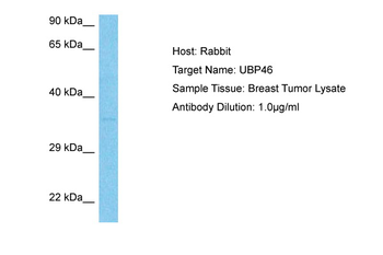 USP46 Rabbit Polyclonal Antibody