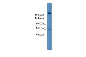 USP9X Rabbit Polyclonal Antibody