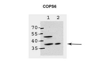 COPS6 Rabbit Polyclonal Antibody