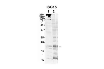 ISG15 Rabbit Polyclonal Antibody