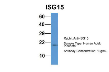 ISG15 Rabbit Polyclonal Antibody