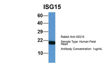 ISG15 Rabbit Polyclonal Antibody