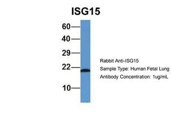 ISG15 Rabbit Polyclonal Antibody