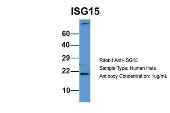 ISG15 Rabbit Polyclonal Antibody