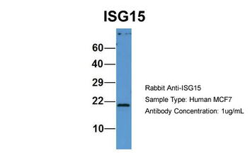 ISG15 Rabbit Polyclonal Antibody