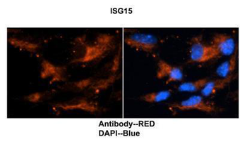ISG15 Rabbit Polyclonal Antibody
