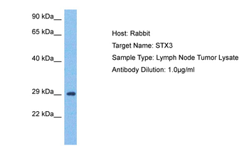 STX3 Rabbit Polyclonal Antibody