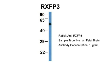 RXFP3 Rabbit Polyclonal Antibody