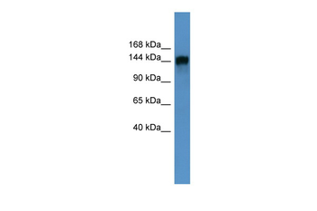 PITPNM1 Rabbit Polyclonal Antibody