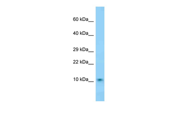 Dnajc19 Rabbit Polyclonal Antibody