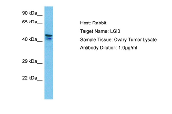 LGI3 Rabbit Polyclonal Antibody