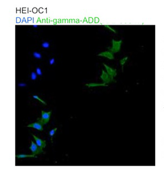 ADD3 Rabbit Polyclonal Antibody