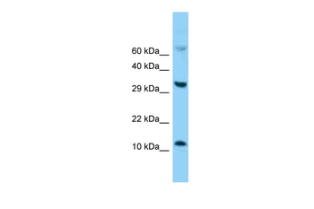 Fabp5 Rabbit Polyclonal Antibody