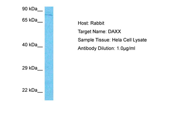 DAXX Rabbit Polyclonal Antibody