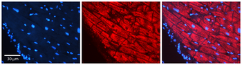 AKR1C1 Rabbit Polyclonal Antibody