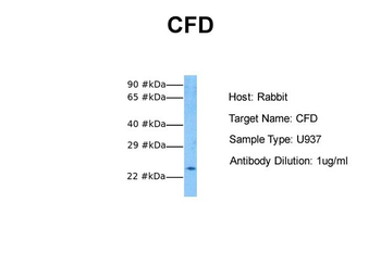 CFD Rabbit Polyclonal Antibody