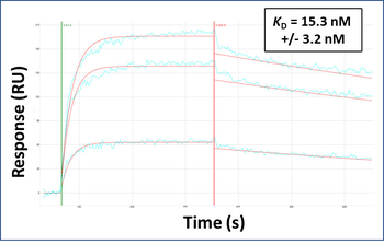SRRM4 Rabbit Polyclonal Antibody