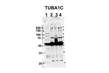 TUBA1C Rabbit Polyclonal Antibody