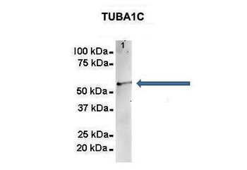 TUBA1C Rabbit Polyclonal Antibody