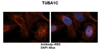 TUBA1C Rabbit Polyclonal Antibody