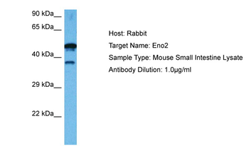 ENO2 Rabbit Polyclonal Antibody