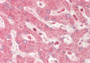 CTSS Rabbit Polyclonal Antibody