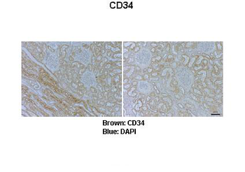CD34 Rabbit Polyclonal Antibody