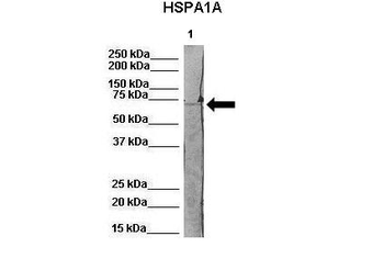 Hspa1a Rabbit Polyclonal Antibody