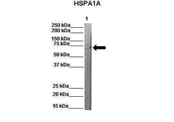 Hspa1a Rabbit Polyclonal Antibody
