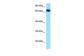 Hspa1a Rabbit Polyclonal Antibody