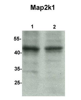 Map2k1 Rabbit Polyclonal Antibody