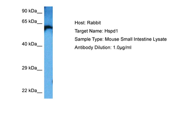 Hspd1 Rabbit Polyclonal Antibody