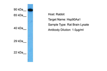 Hsp90aa1 Rabbit Polyclonal Antibody