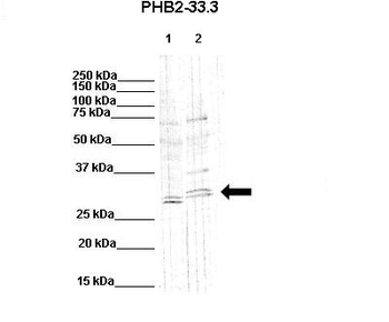 Phb2 Rabbit Polyclonal Antibody