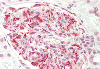 EIF6 Rabbit Polyclonal Antibody