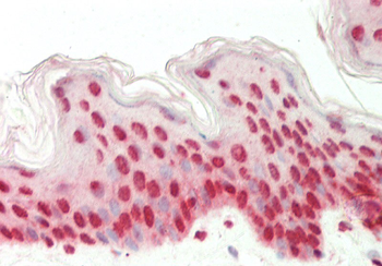 EIF6 Rabbit Polyclonal Antibody