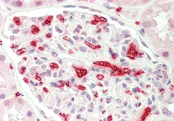 EIF6 Rabbit Polyclonal Antibody