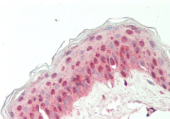 EIF6 Rabbit Polyclonal Antibody
