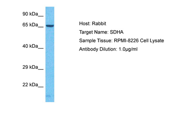 SDHA Rabbit Polyclonal Antibody