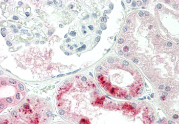 TNFSF9 Rabbit Polyclonal Antibody