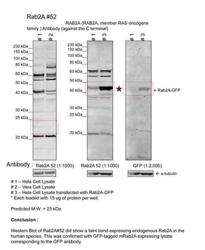 RAB2A Rabbit Polyclonal Antibody