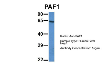 PAF1 Rabbit Polyclonal Antibody