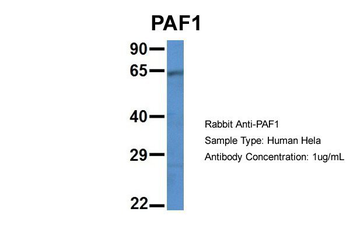 PAF1 Rabbit Polyclonal Antibody