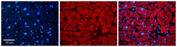 PAF1 Rabbit Polyclonal Antibody