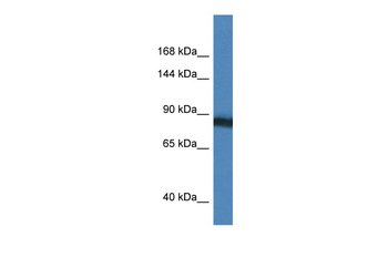 SEMA4D Rabbit Polyclonal Antibody